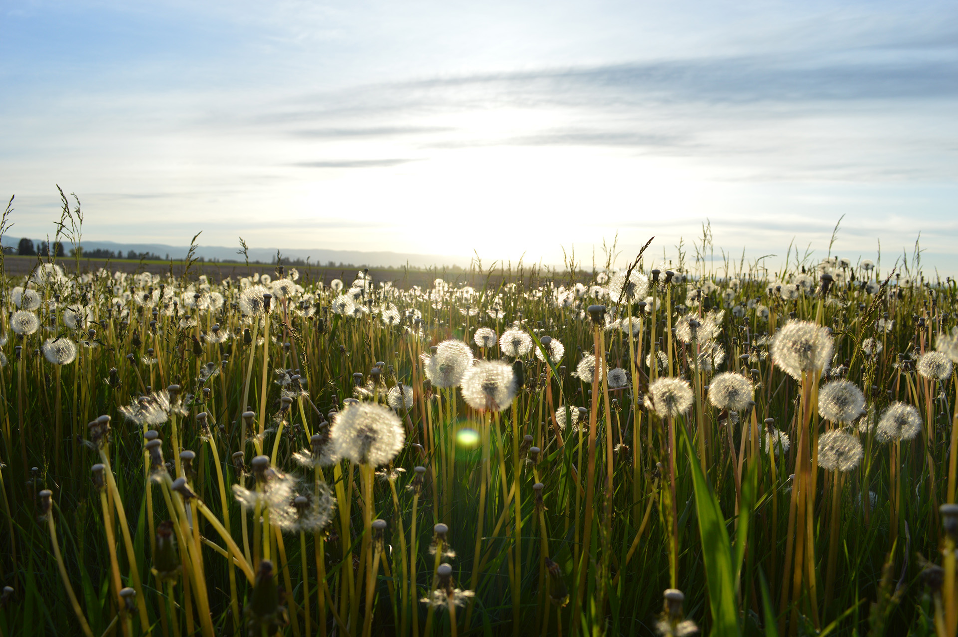 Allergien – Pollen fliegen heuer früher, schneller, höher?