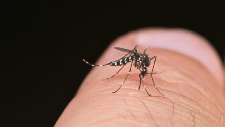 Neue Infektionsrisiken durch Reisen, Insekten und Klima