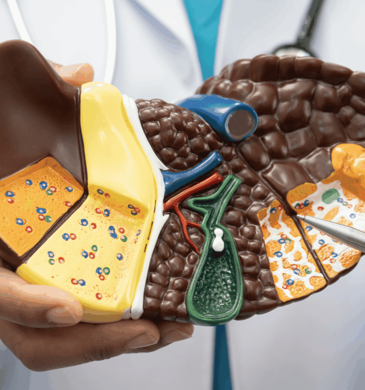 Leber-Mythen im Check: Fettleber, Entgiftungskuren und Hepatitis